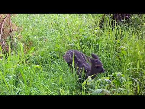 Roe Deer Fawn Calling