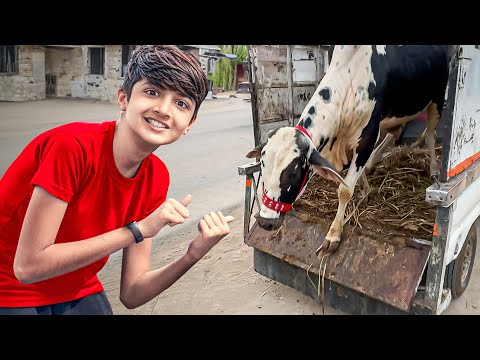 Finally Cow Unload Hogyi !😍