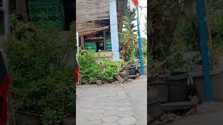 Download lagu barongan banyu langit? mp3