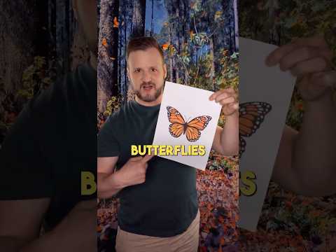 We Are Drawing Butterflies Wrong