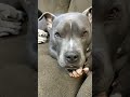 Pitbull whining.