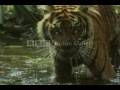 Big Cats Never Be The Same