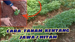 Download lagu how to plant black potatoes java potatoes.‼️so that it bears lots of fruit #potatoes #garden mp3