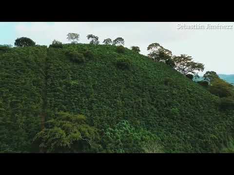Génova Quindío 🌄☕🇨🇴 El lugar de la casa en el árbol más hermosa de Colombia