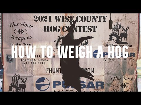 How To Weigh A Hog - The Process | Hog Hunting