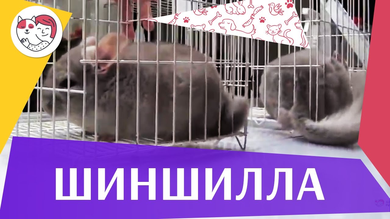 Шиншилла Внешние признаки на ilikepet