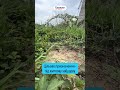 Видео превью