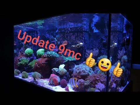 Akwarium morskie 300l. Update  9mc