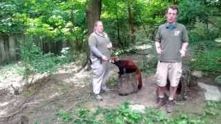 preview picture of video 'Red Panda at the Cincinnati Zoo'