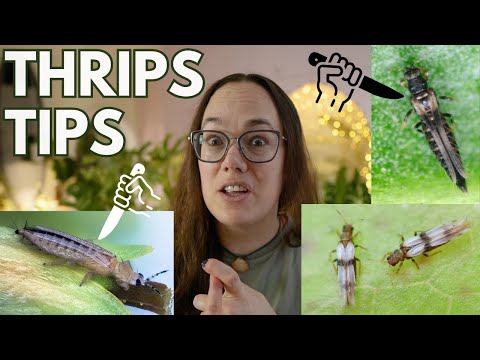 Tips for Thrips | Plant Pest series with Roos