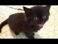 Tiny Kitten BIG Meow
