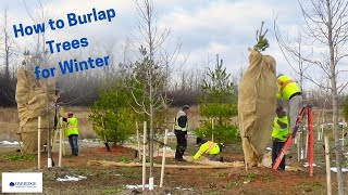 How to Burlap Trees for Winter