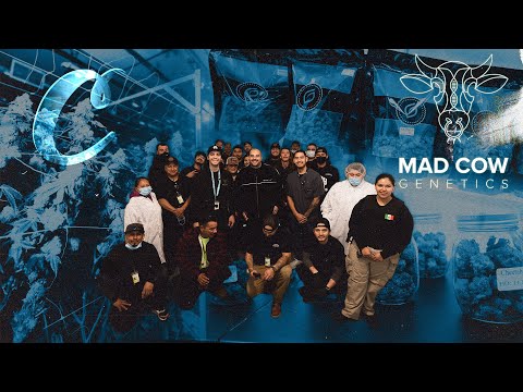 Bigger Business: Berner visits Cultivation Partner Mad Cow