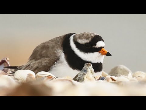 Kulík veľký (Charadrius hiaticula) — Common Ringed Plover na pláži Shellness