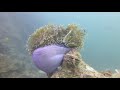 Thailand 2020 - Phuket - Chalong, Sea Bees Diving, Chalong/Phuket, Thailand, Andamanensee