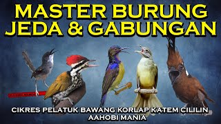 Download lagu MASTER BURUNG Jeda Dan Gabungan | CIBLEK KRISTAL PELATUK BAWANG KOLIBRI KELAPA KAPAS TEMBAK CILILIN mp3