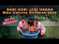 Peluang Usaha Budidaya Ikan Hias Koi Rumahan Bisa Untung Ratusan Juta