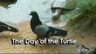 Ozzy Man Reviews: Turtle vs Pigeon