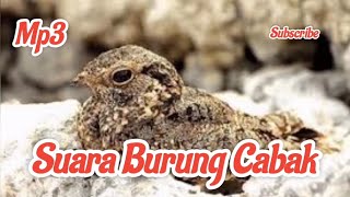 Download lagu Suara Burung Cabak Mp3 mp3 Download lagu Suara Burung Cabak Mp3 mp3