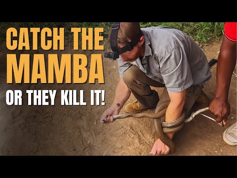 Dangerous: Black Mamba high up in a tree - If we don't catch it they kill it!