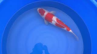 video van Sandan Kohaku  KO-V23-0437