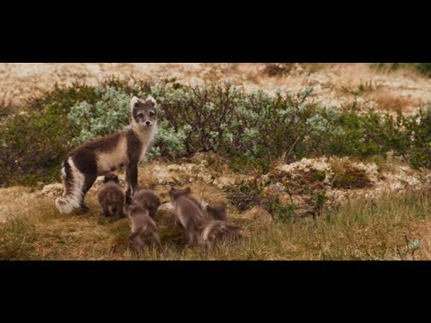 Télécharger Aïlo   une odyssée en Laponie Film Complet VostFR UltraHD 4K UYP