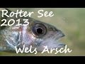 Diving - Rotter See 2013 - Wels Arsch - Europa, Rottersee - 53840 Troisdorf, Deutschland, Nordrhein-Westfalen