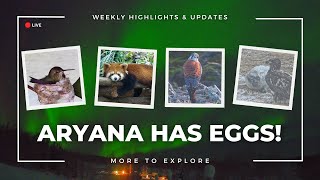 Aryana Has Eggs! | More to Explore replay
