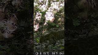 Jaguatirica Miando #shorts #shortvideo #short #explore #viralvideo #youtubeshorts #memes #comedy 🔞👹😱