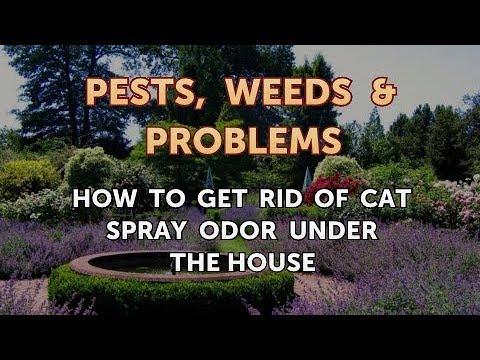 How to Get Rid of Cat Spray Odor Under the House