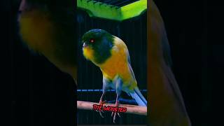 Download lagu Masteran Kenari Yorkshire Monster Gacorrrr Mewah #kenari mp3 Download lagu Masteran Kenari Yorkshire Monster Gacorrrr Mewah #kenari mp3