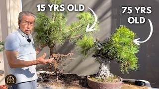 How to Train a 15-Year-Old Japanese Black Pine Tree into a 75-Year-Old Bonsai