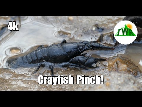 Learn About the American Crayfish! ~4k
