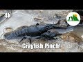 Learn About the American Crayfish! ~4k