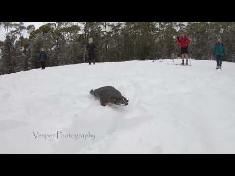 Platypus in the snow - Tasmania