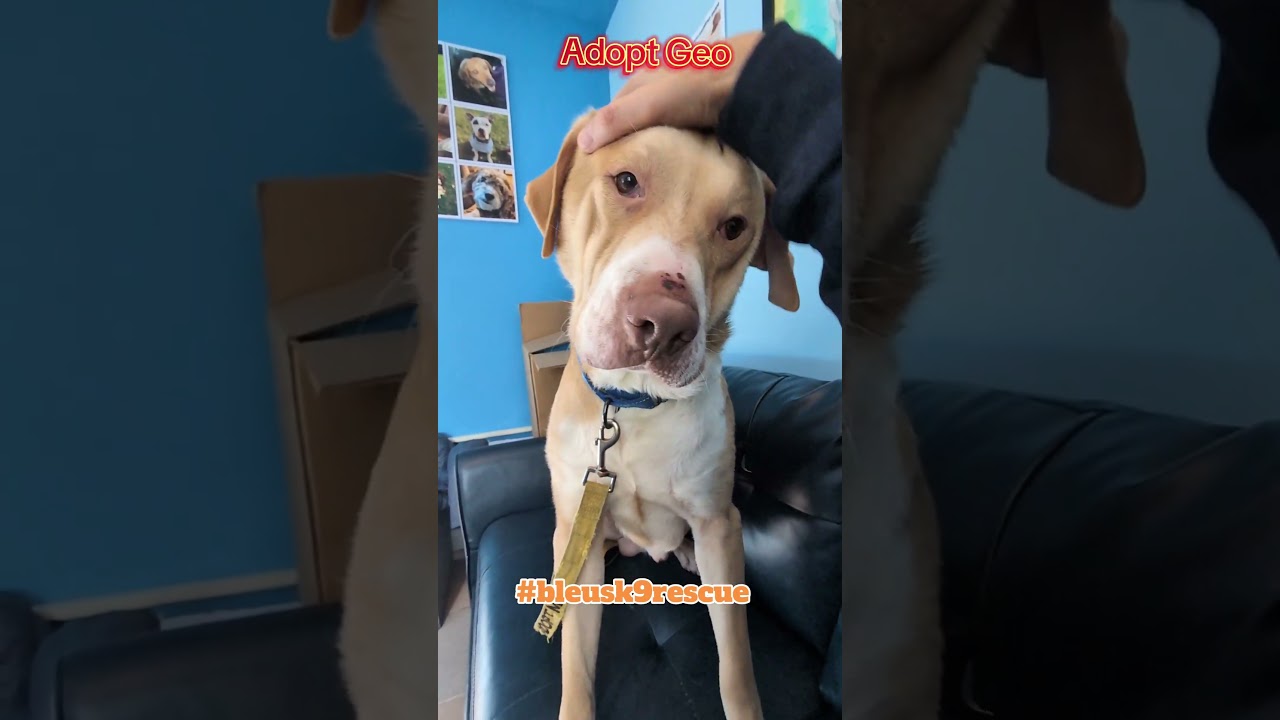 Geo, a ADOPTABLE mixed breed in Maybrook, NY video 3/6