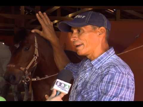 HARAS E RAÇAS  - HARAS MANOEL LEÃO (QUINTA-FEIRA)