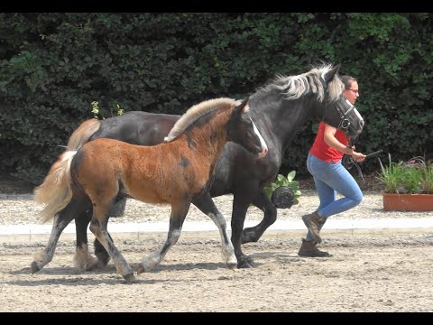 60. Ramona - Schwarzwälder Kaltblut Stutfohlen - Kaltblut Fohlenschau Pfullendorf 2021