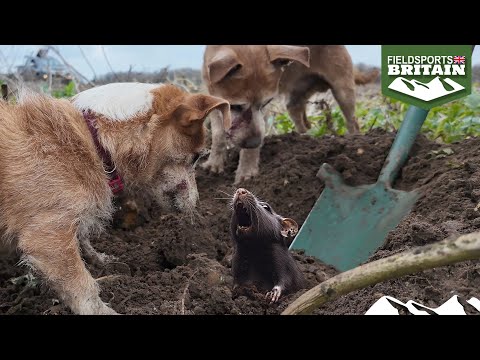 Ratting action with the Suffolk & Norfolk Rat Pack