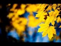 გია ყანჩელი - ყვითელი ფოთლები / Gia Yancheli - Yellow leaves