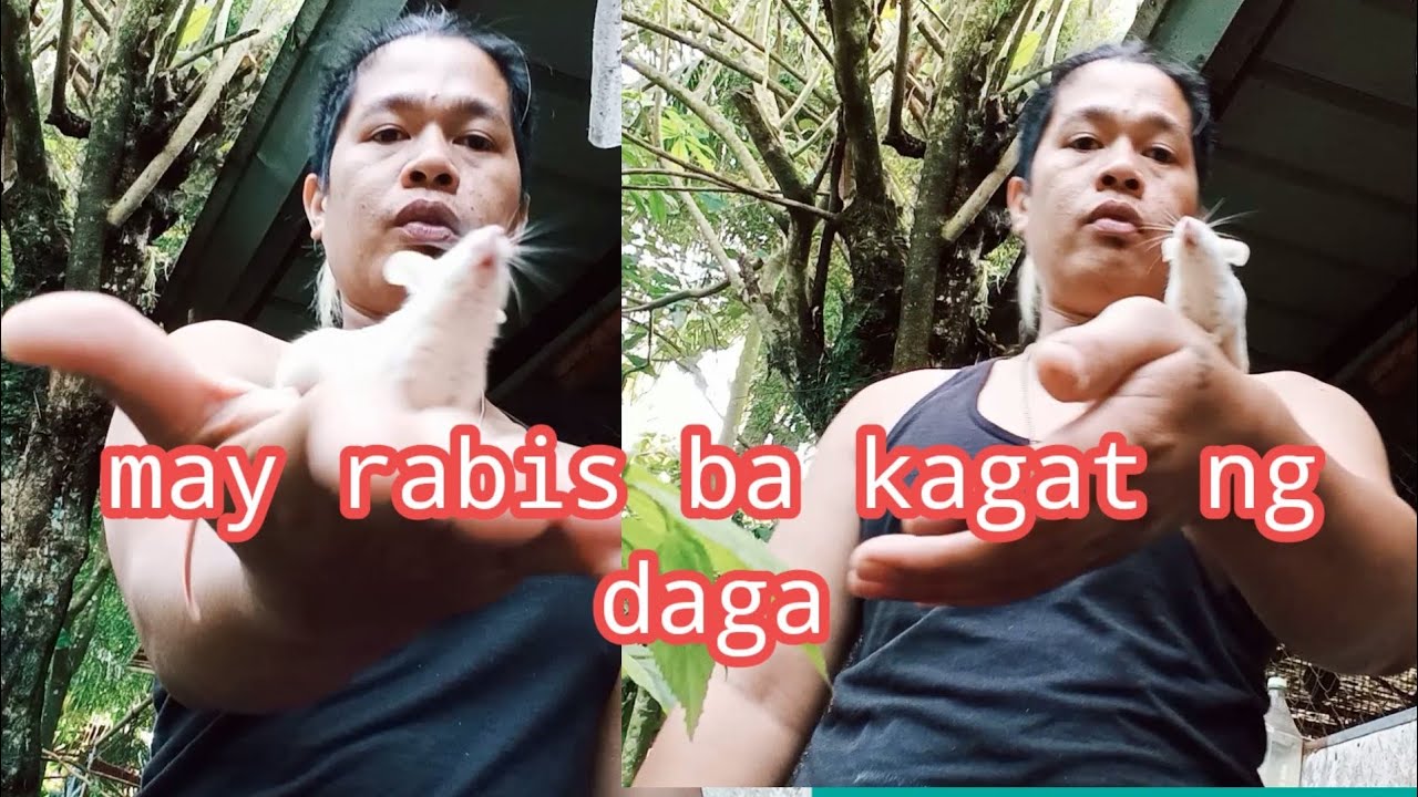 Putar video may rabis ba ang kagat ng daga. sekarang may rabis ba ang kagat ng daga.