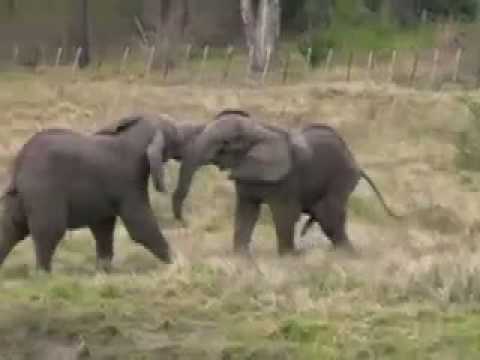 Elephant bulls play-fighting at the Knysna Elephant Park