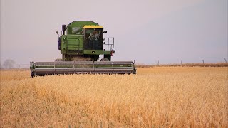 Growing Gluten-Free Oats in Montana - America's Heartland