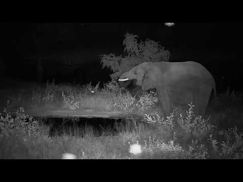 Djuma: Lone Elephant - 18:55 - 03/22/20