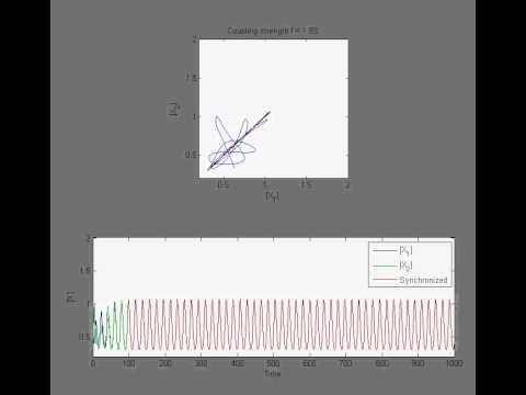 phase portrait showing synchronization of biological oscillations with various coupling levels