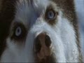 Eight Below A Thousand Miles 