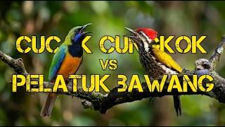 Download lagu CUCAK CUNGKOK VS PELATUK BAWANG mp3
