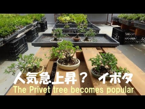 イボタノキについて詳しく解説