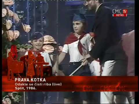 PRAVA KOTKA-ODAKLE SE ČISTI RIBA