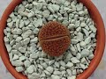 A year and a day in the life of a Lithops
